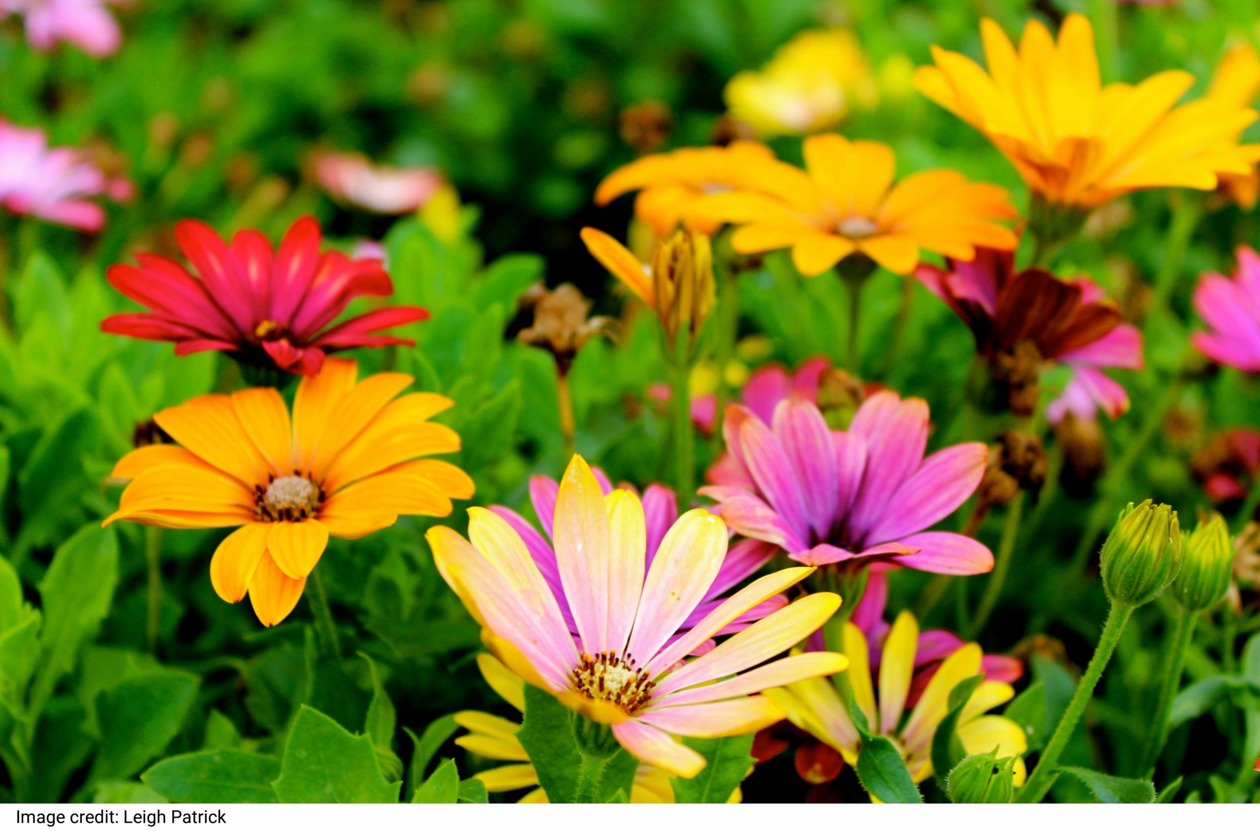 Assorted-color Flowers by Leigh Patrick Assorted-color Flowers