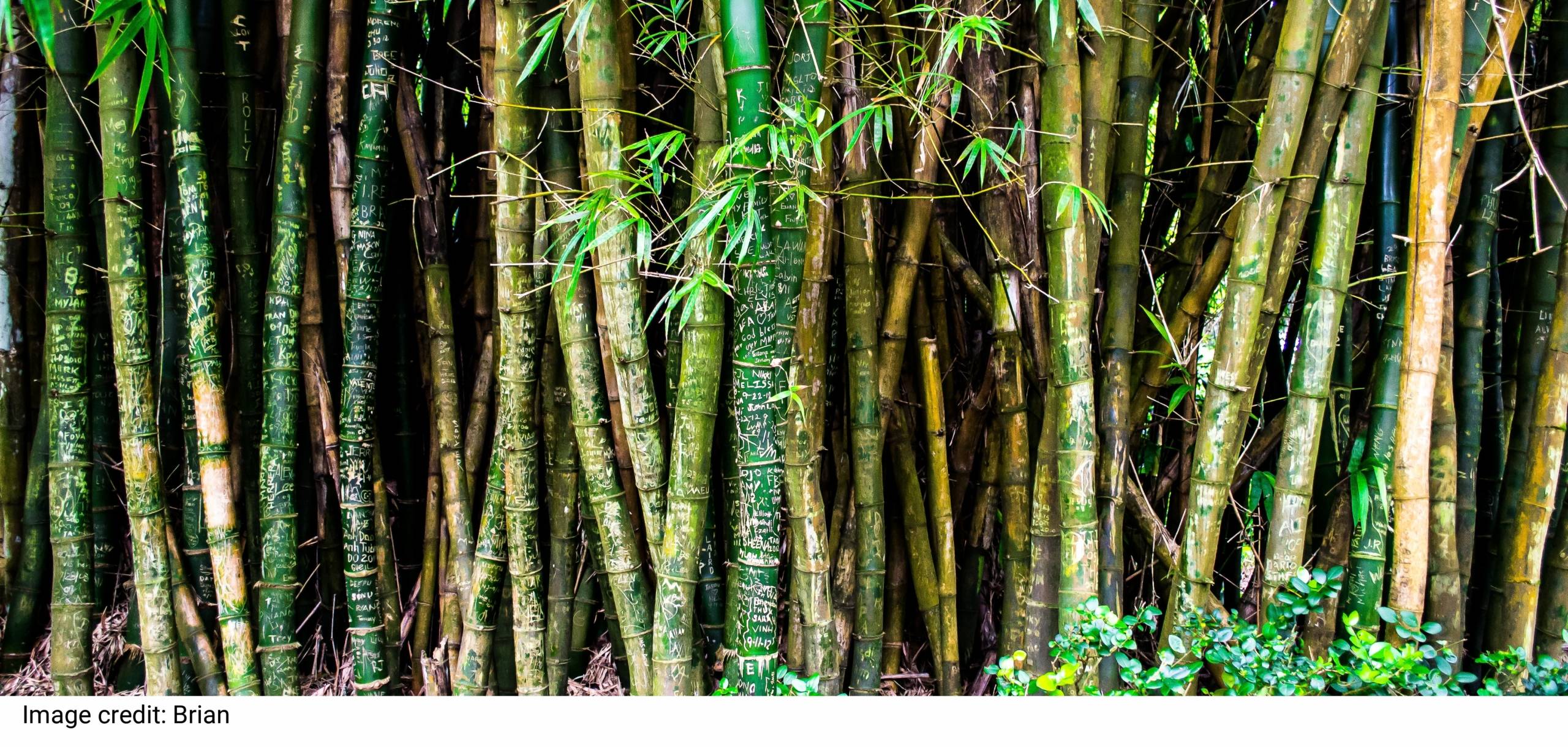 Bunch of Green and Brown Bamboos by Brian Bunch of Green and Brown Bamboos