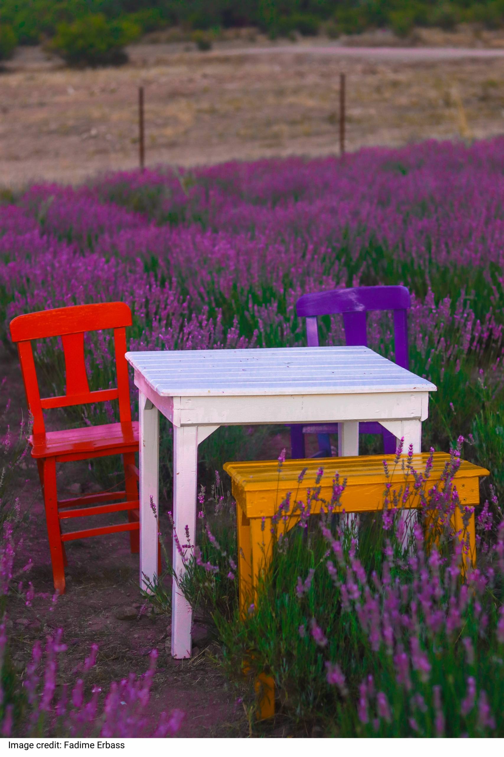 Multi Colored Wooden Furniture Set on Lavender Field by Fadime Erbass Multi Colored Wooden Furniture Set on Lavender Field